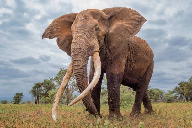 IMG-20250228-WA02381 Watsa : Des éléphants ravagent les champs des agriculteurs à Oruaba, près de Moku, dans la chefferie Mari-Minza