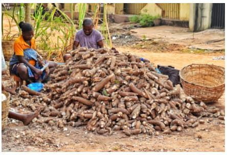 img-20250328-wa01714629889215030276905 Nord-Kivu : la chute du prix du Manioc plonge les cultivateurs de Bwalanda dans la précarité