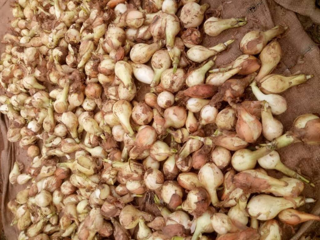 img-20250329-wa00897217570746849217109-1024x768 Ntamugenga : La forte baisse du prix de l’oignon met en difficulté les cultivateurs à cause de l’insécurité et des restrictions commerciales