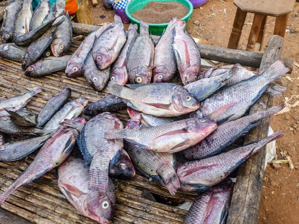 img-20250329-wa00911143758028849674568 Nord-Kivu : la flambée du prix du poisson à Kanyabayonga met en difficulté les ménages et les commerçants