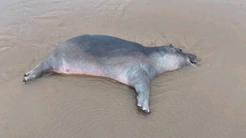 img-20250409-wa05242391124543316700166-1024x576 Nord -Kivu/Virunga: des hippopotames morts, l’ICCN redoute l’anthrax