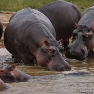 img-20250417-wa02915441085861884387605-300x300 Nord -Kivu/Épidémie de fièvre charbonneuse : plus de 50 hippopotames morts dans le lac Édouard