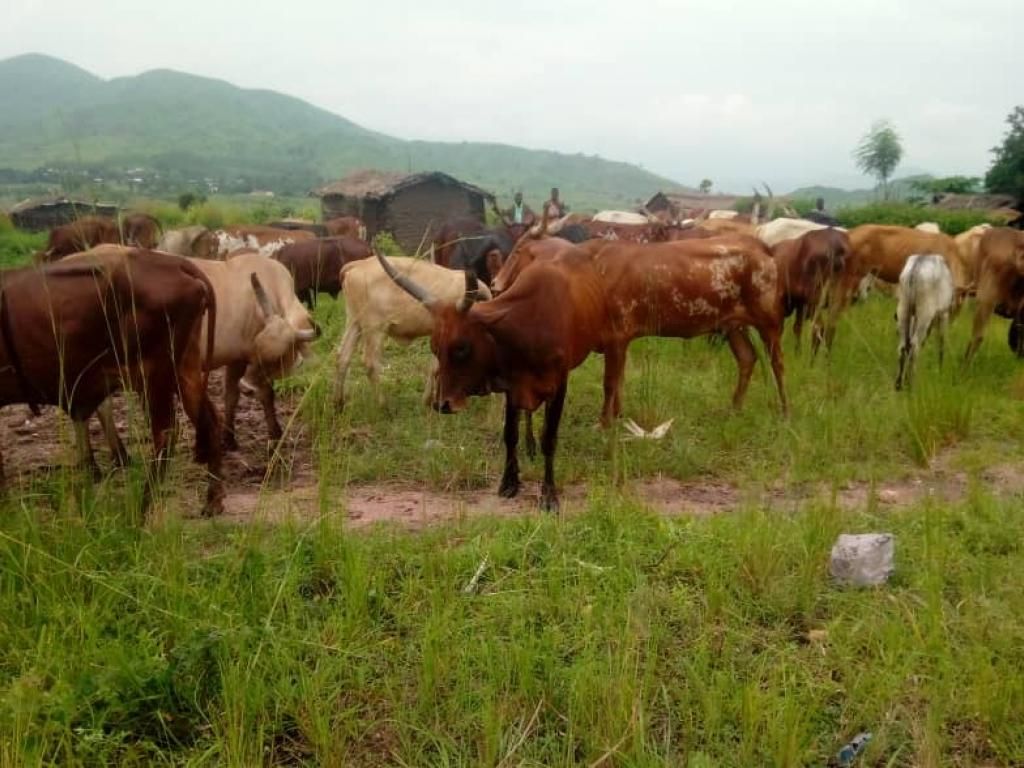img-20250708-wa02095429845541392418221 Nord-Kivu : 29 vaches suspectées d’anthrax détruites à Oicha depuis juin 2024