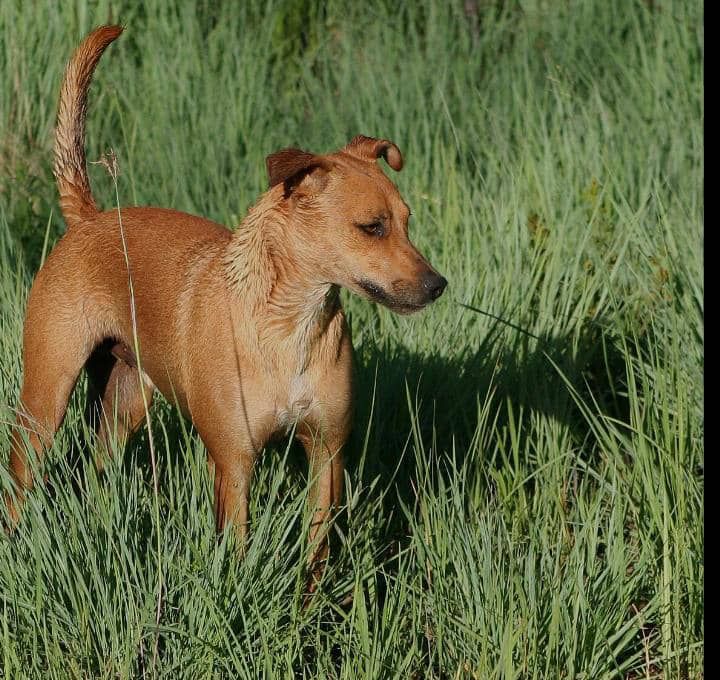 img-20250723-wa00572132359827186942949 Watsa : des chiens errants sèment la peur à Moku