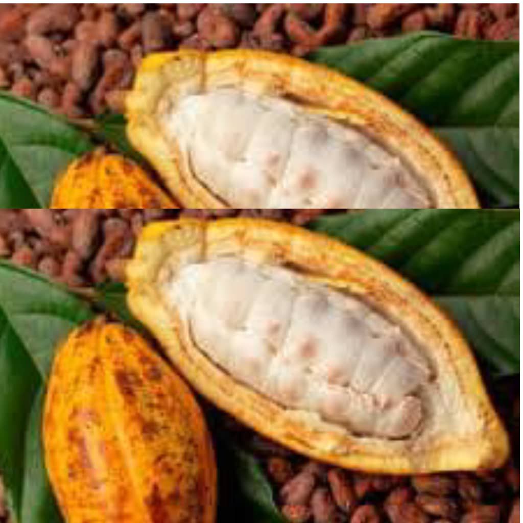 img-20251015-wa02501813975811279681928 Ituri : la dépendance au cacao inquiète les habitants de Mambasa