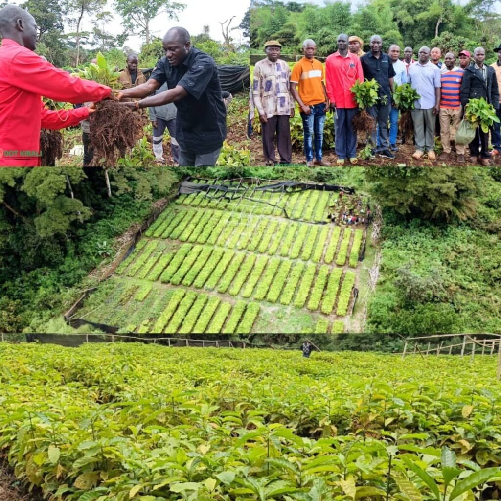 img-20260922-wa04078192877499943366387-1024x1024 Haut-Uele : la Dot KIBALI lance la distribution de 62 000 plantules de caféier à Watsa et Faradje